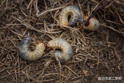 combat pests